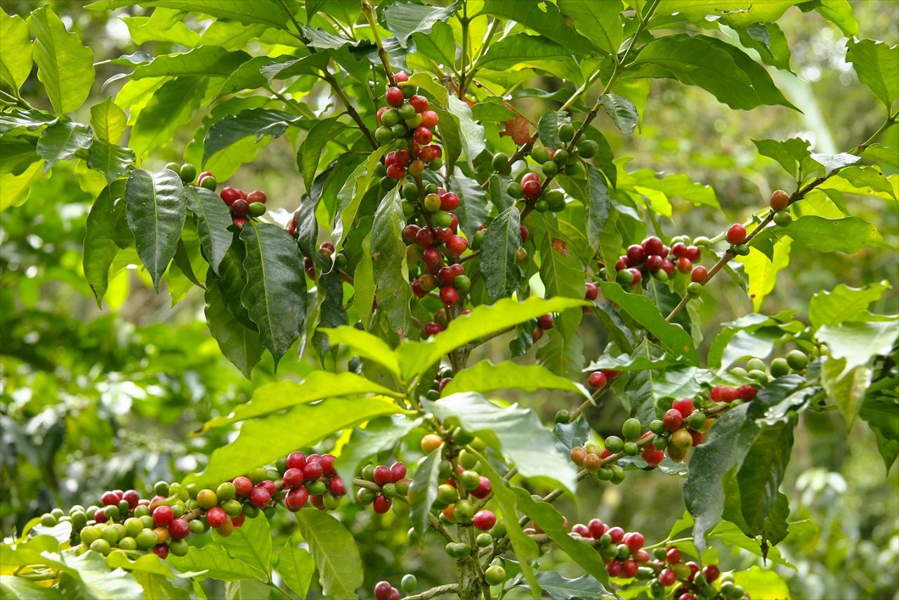 Ripe coffee beans at a tree on Gayo, Aceh.